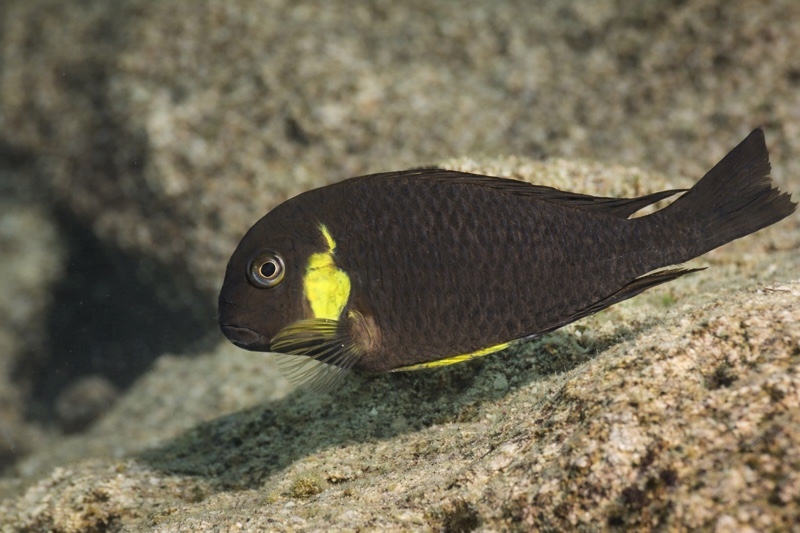 Tropheus sp. 'lukuga' Kawasindi Island